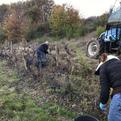 Vendanges tardives 2